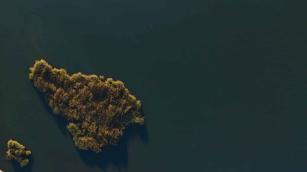 Quelles plantes grimpantes pour la création d'un coin lecture ombragé en extérieur ?