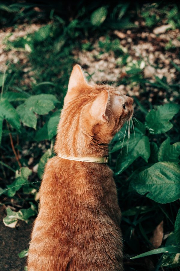 Quelles sont les techniques pour créer un jardin d'hiver dans un espace clos?
